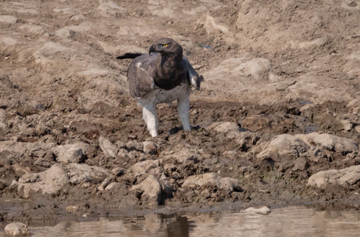 Martial Eagle - ML616479268