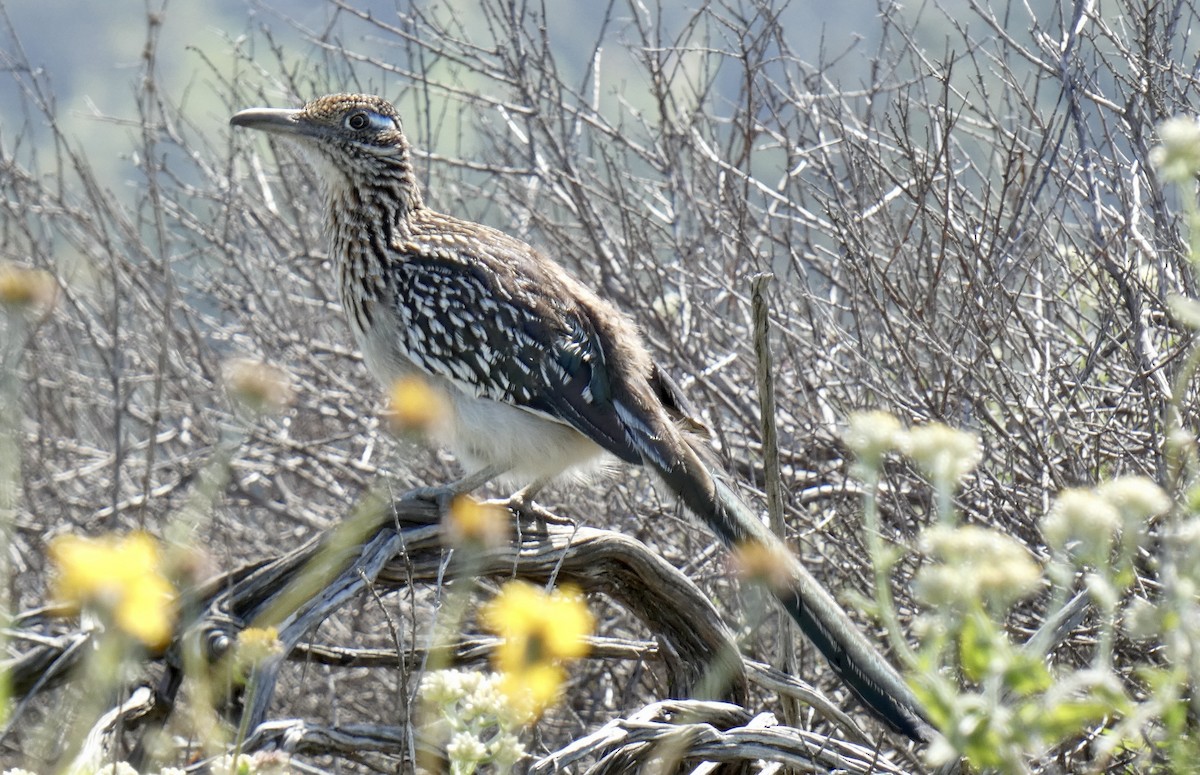 Greater Roadrunner - ML616479271