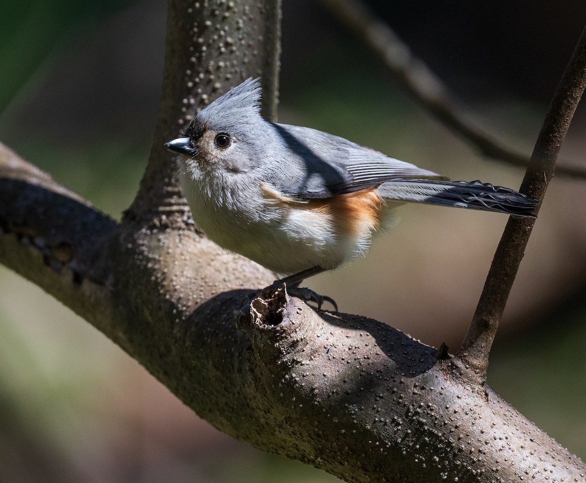 Tufted Titmouse - ML616479277