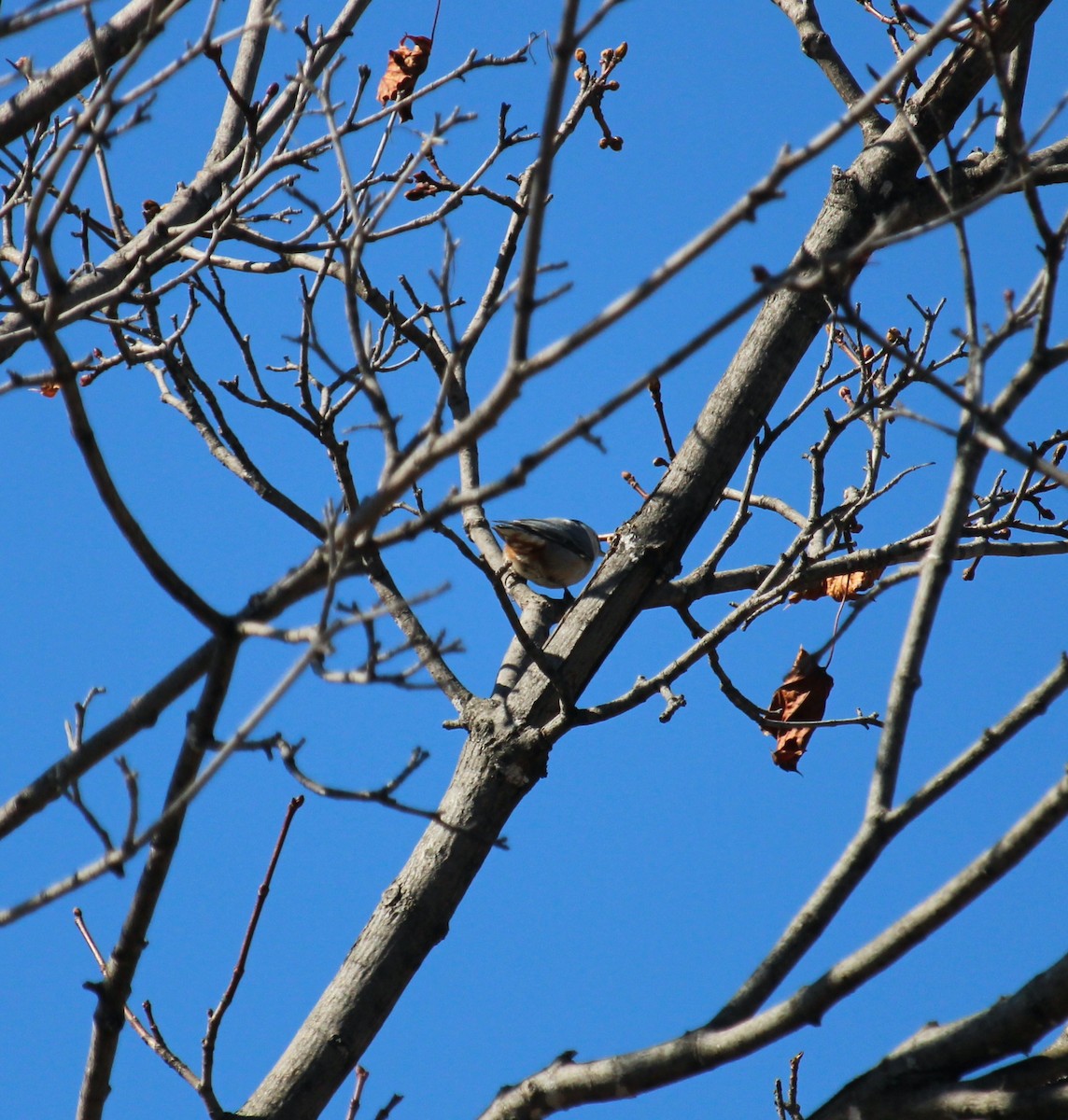 nuthatch sp. - ML616479298