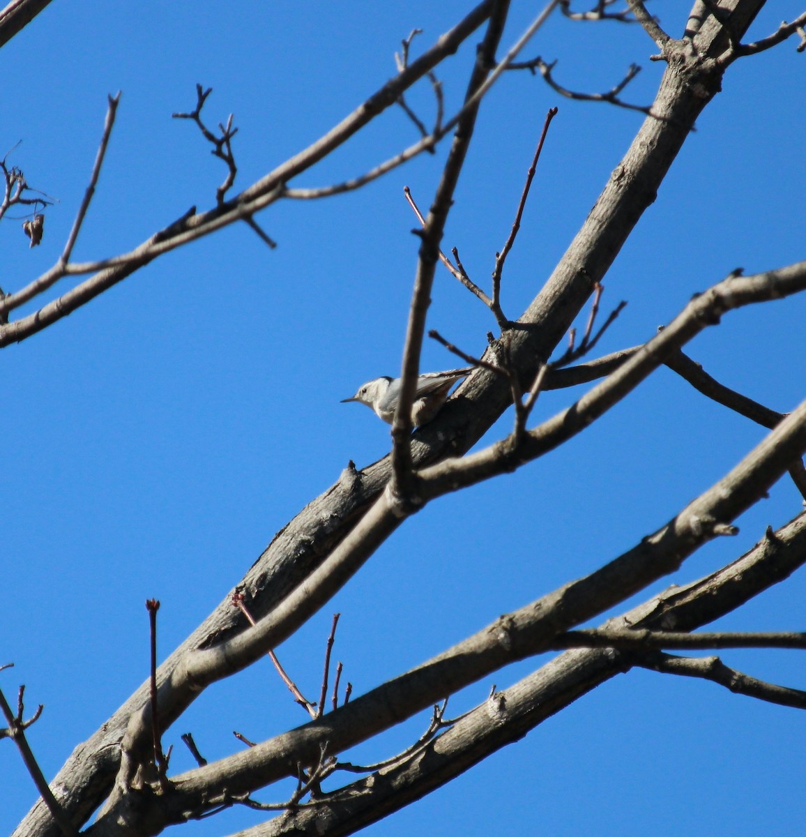 nuthatch sp. - ML616479299