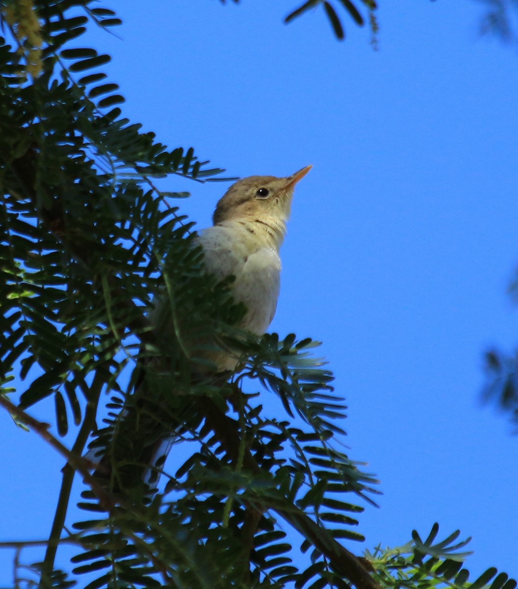 Melodious Warbler - ML616479337