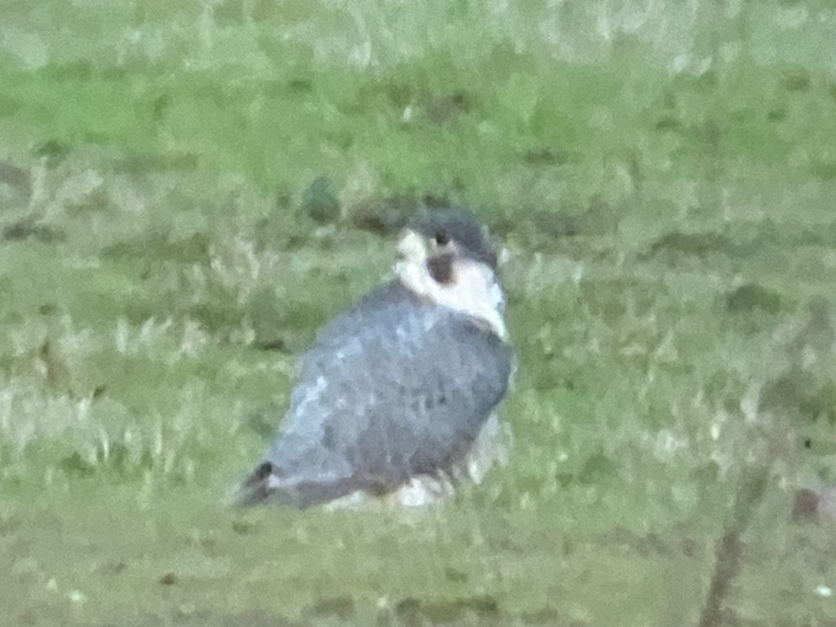 Peregrine Falcon - ML616479350