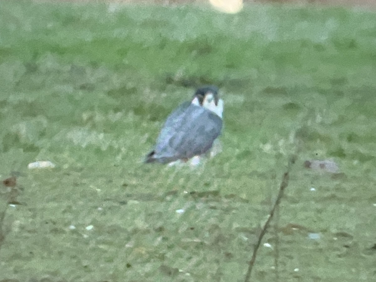 Peregrine Falcon - ML616479351