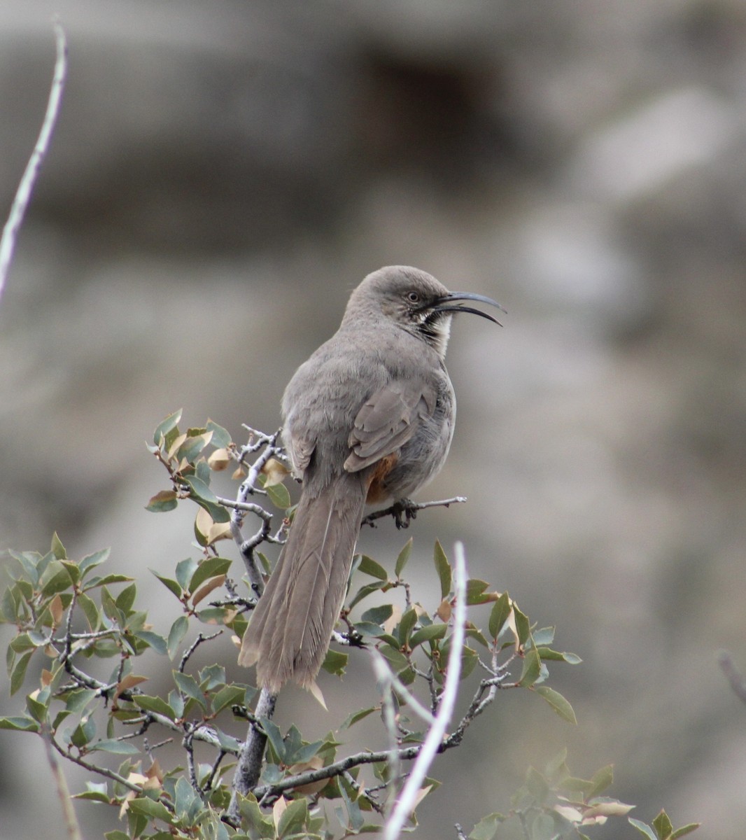 Crissal Thrasher - ML616479386