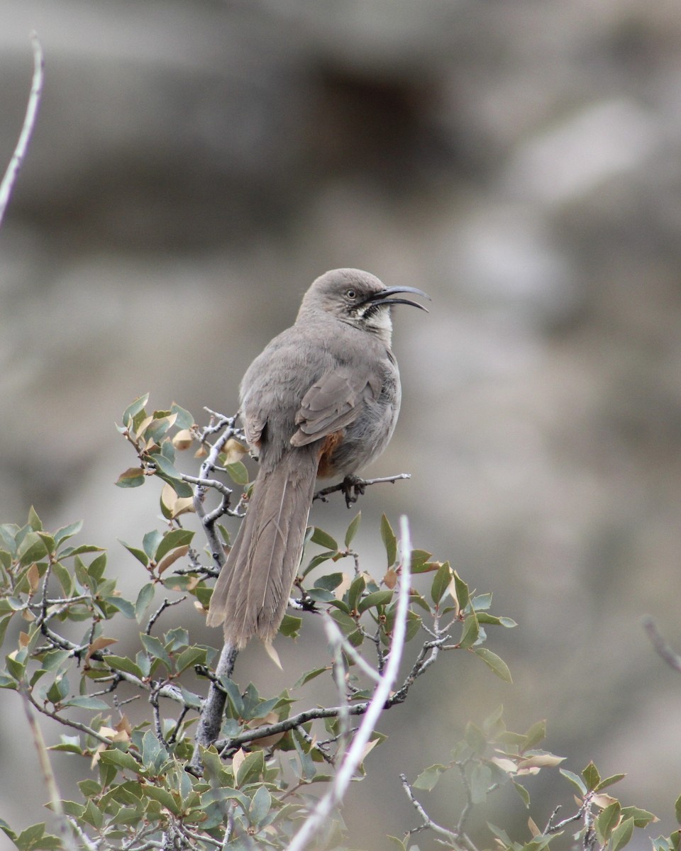 Crissal Thrasher - ML616479387