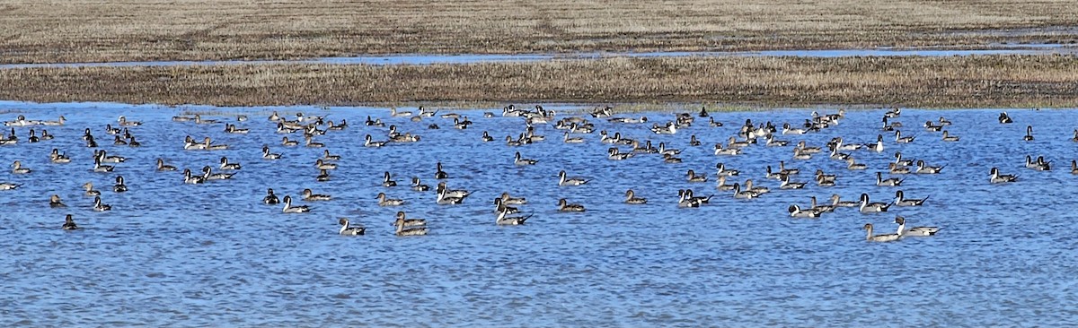 Northern Pintail - ML616479393