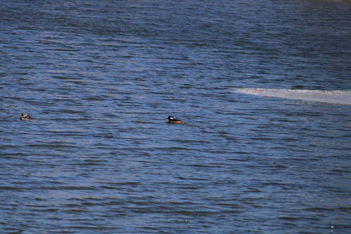 Hooded Merganser - ML616479439