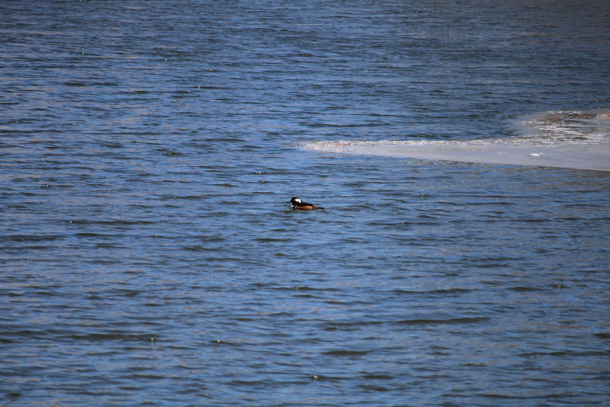 Hooded Merganser - ML616479440