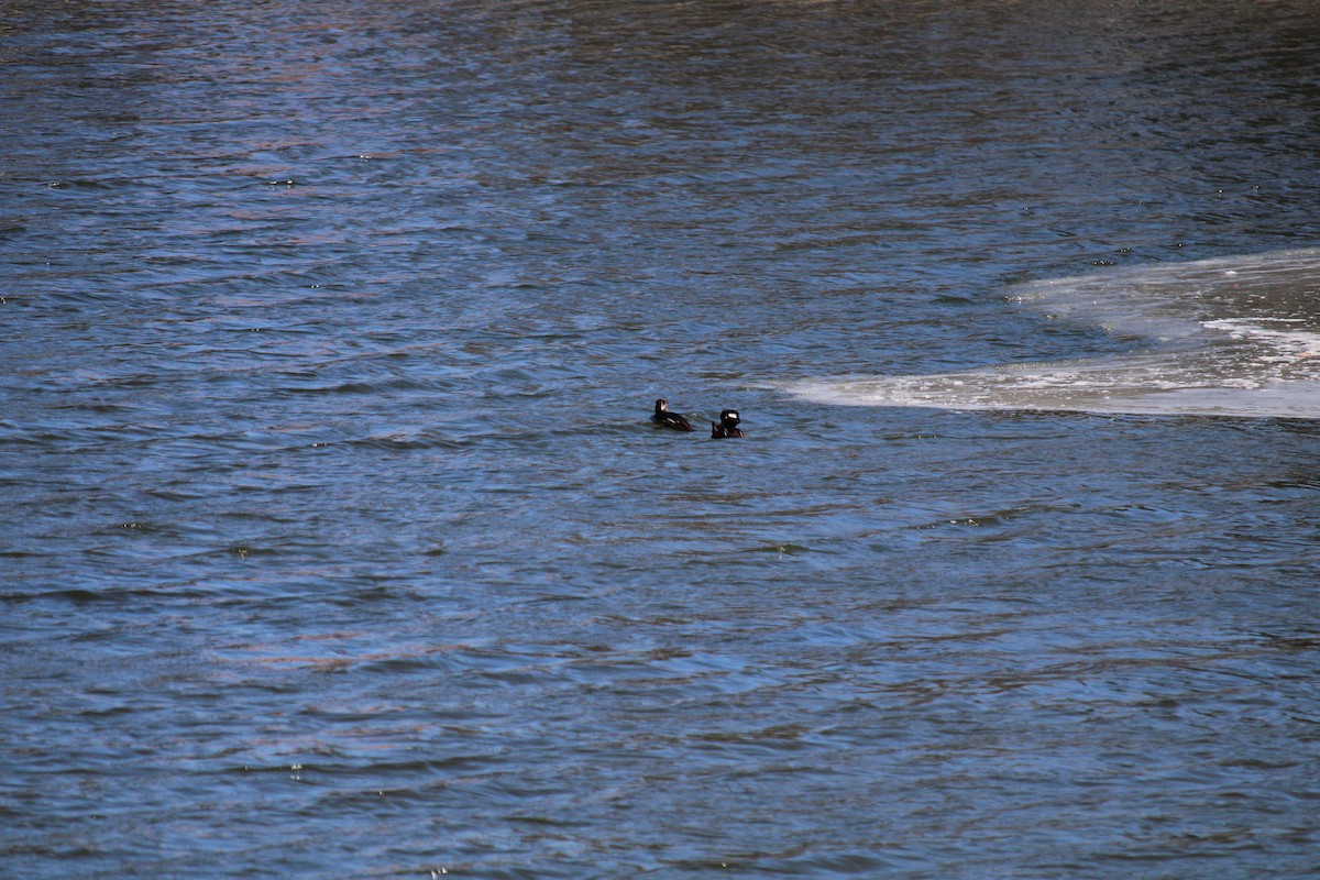 Hooded Merganser - ML616479441