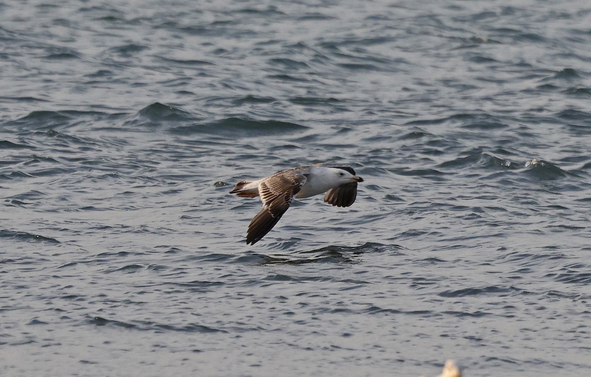 Great Black-backed Gull - ML616479446