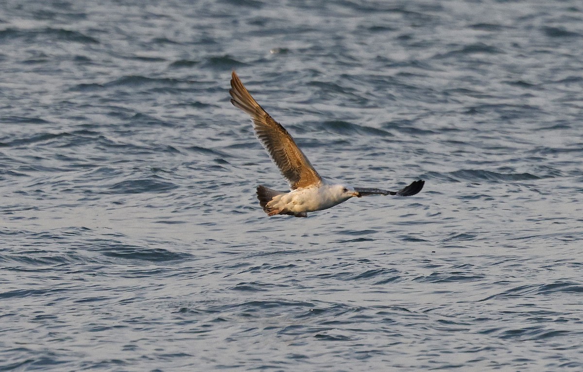 Great Black-backed Gull - ML616479451