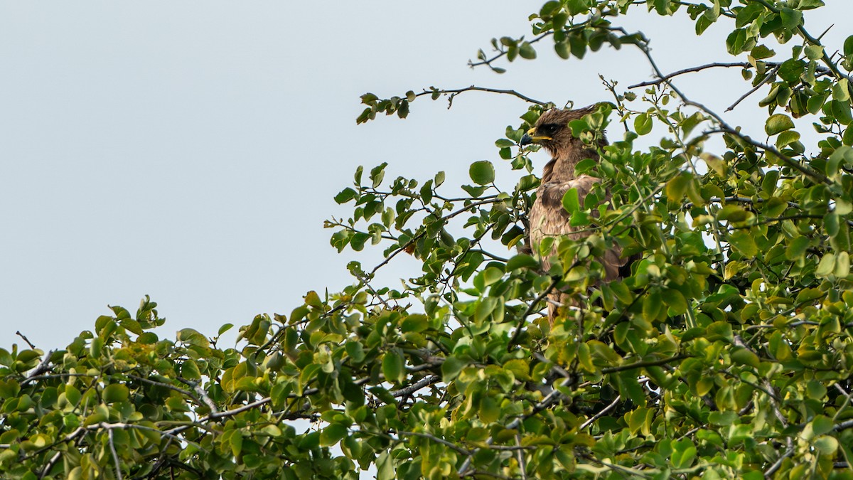 Wahlberg's Eagle - Javier Cotin