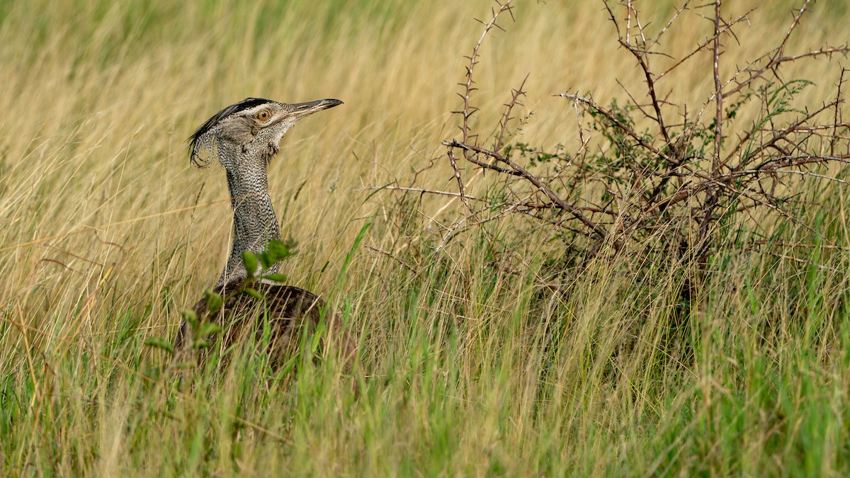 Kori Bustard - Javier Cotin