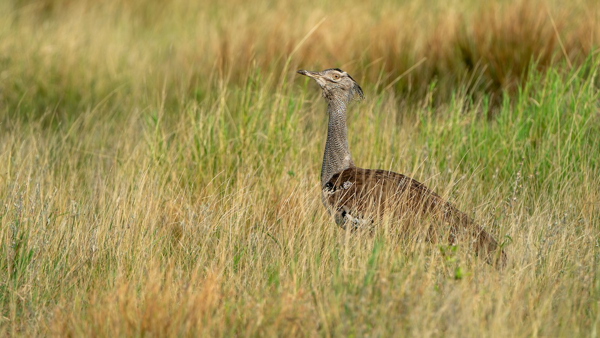 Kori Bustard - Javier Cotin