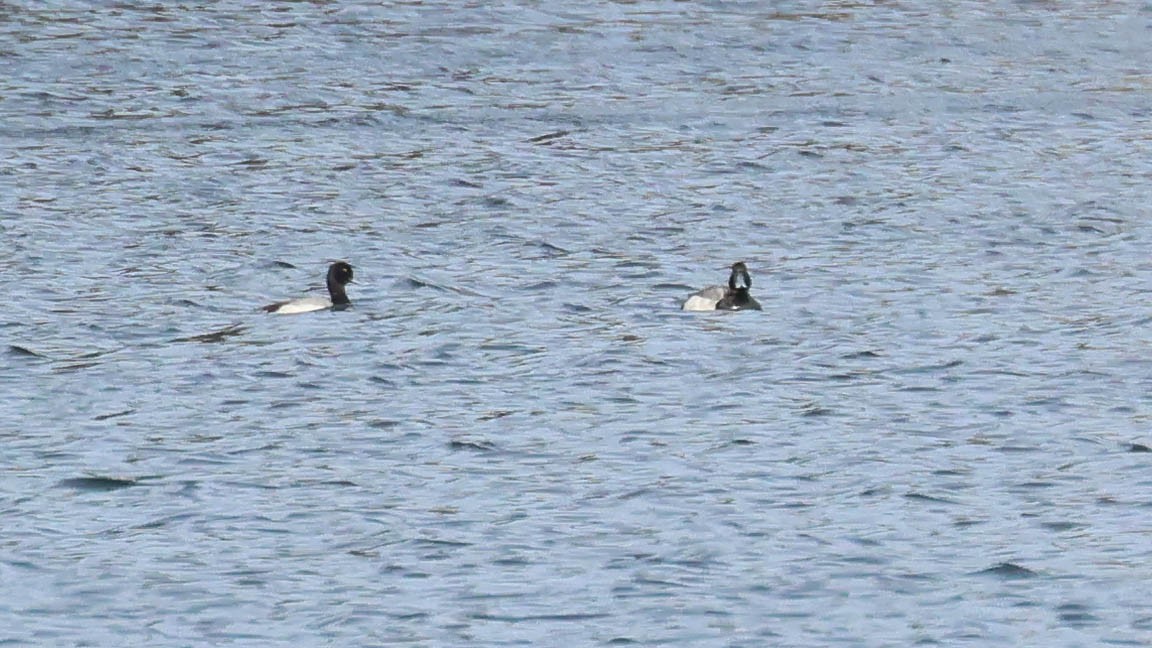 Lesser Scaup - ML616479471