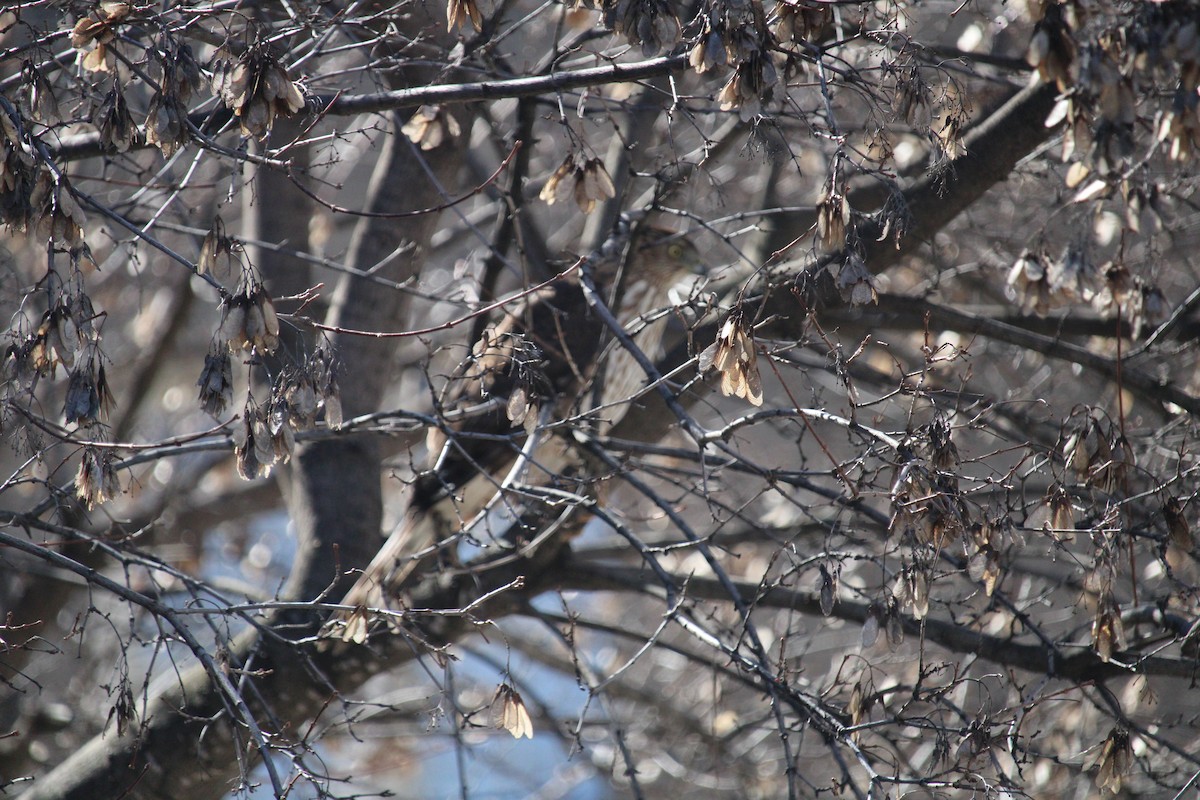 Cooper's Hawk - ML616479474