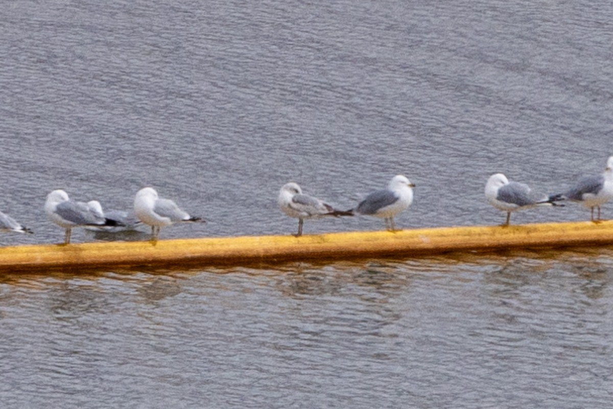 Larus sp. (white-winged gull sp.) - ML616479481