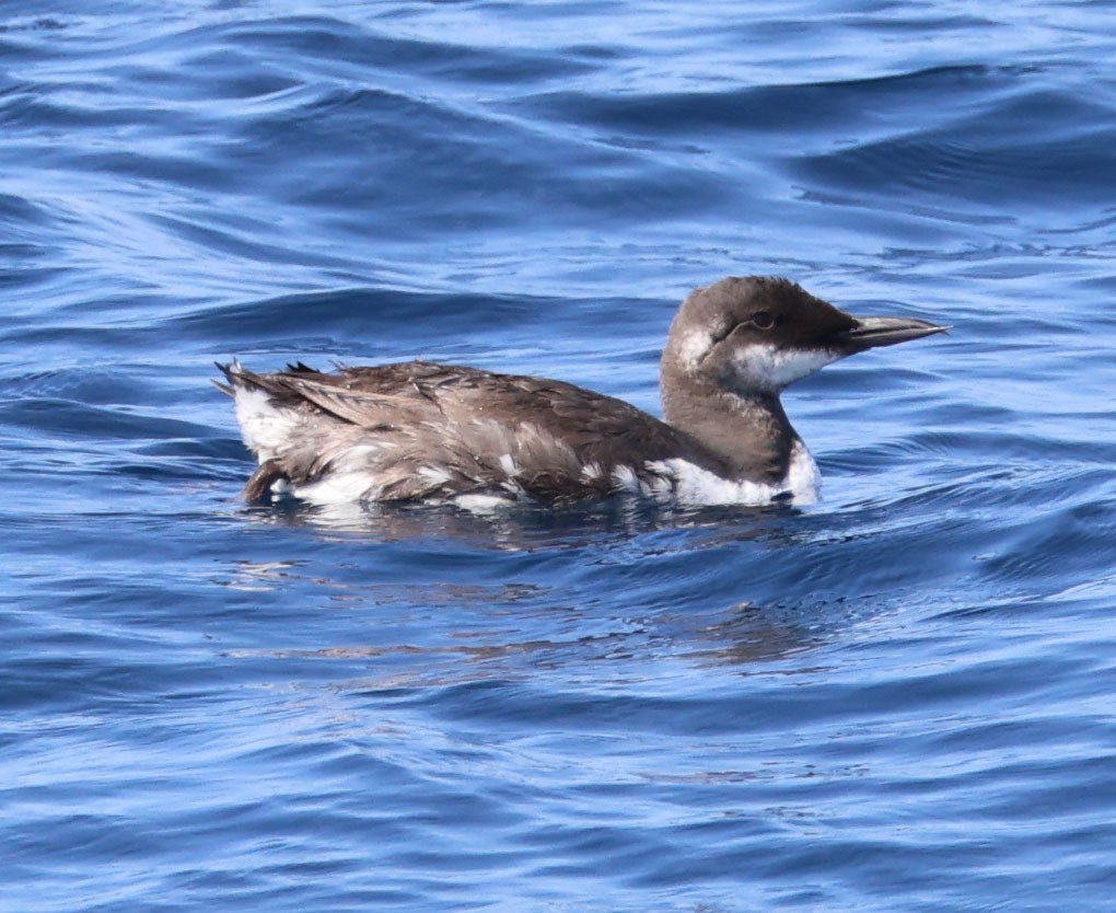 Common Murre - Diane Etchison