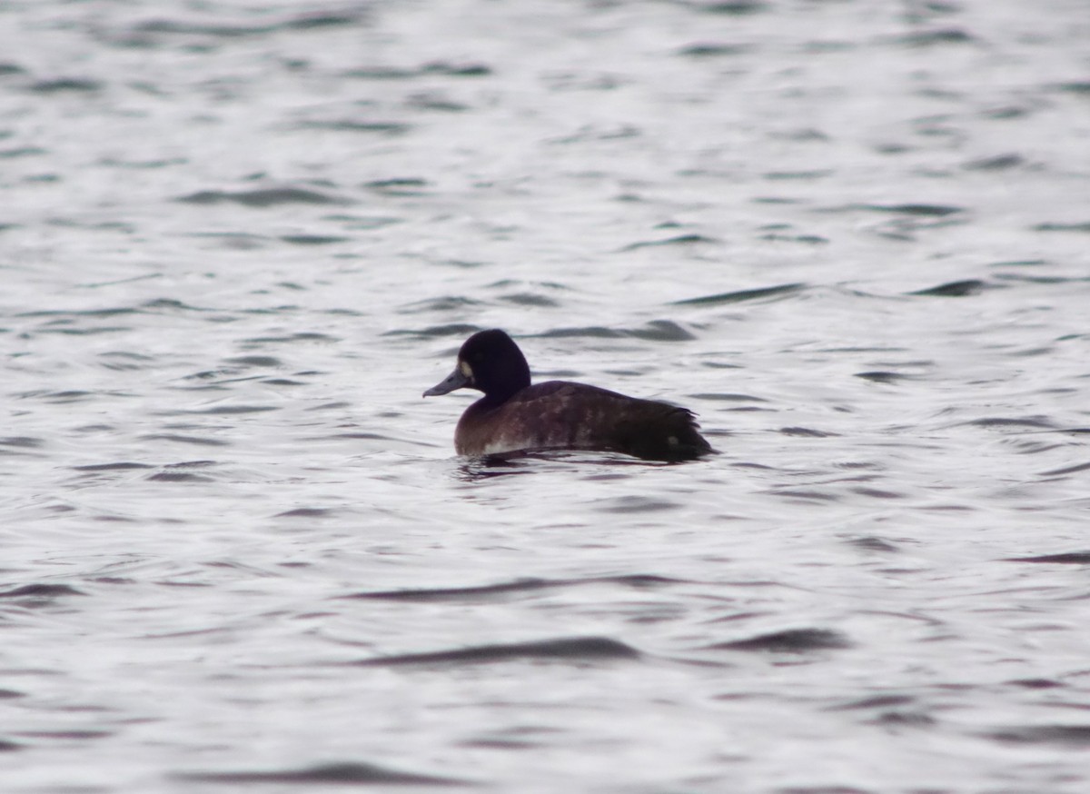 Lesser Scaup - ML616479517