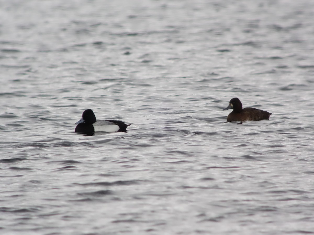 Lesser Scaup - ML616479518