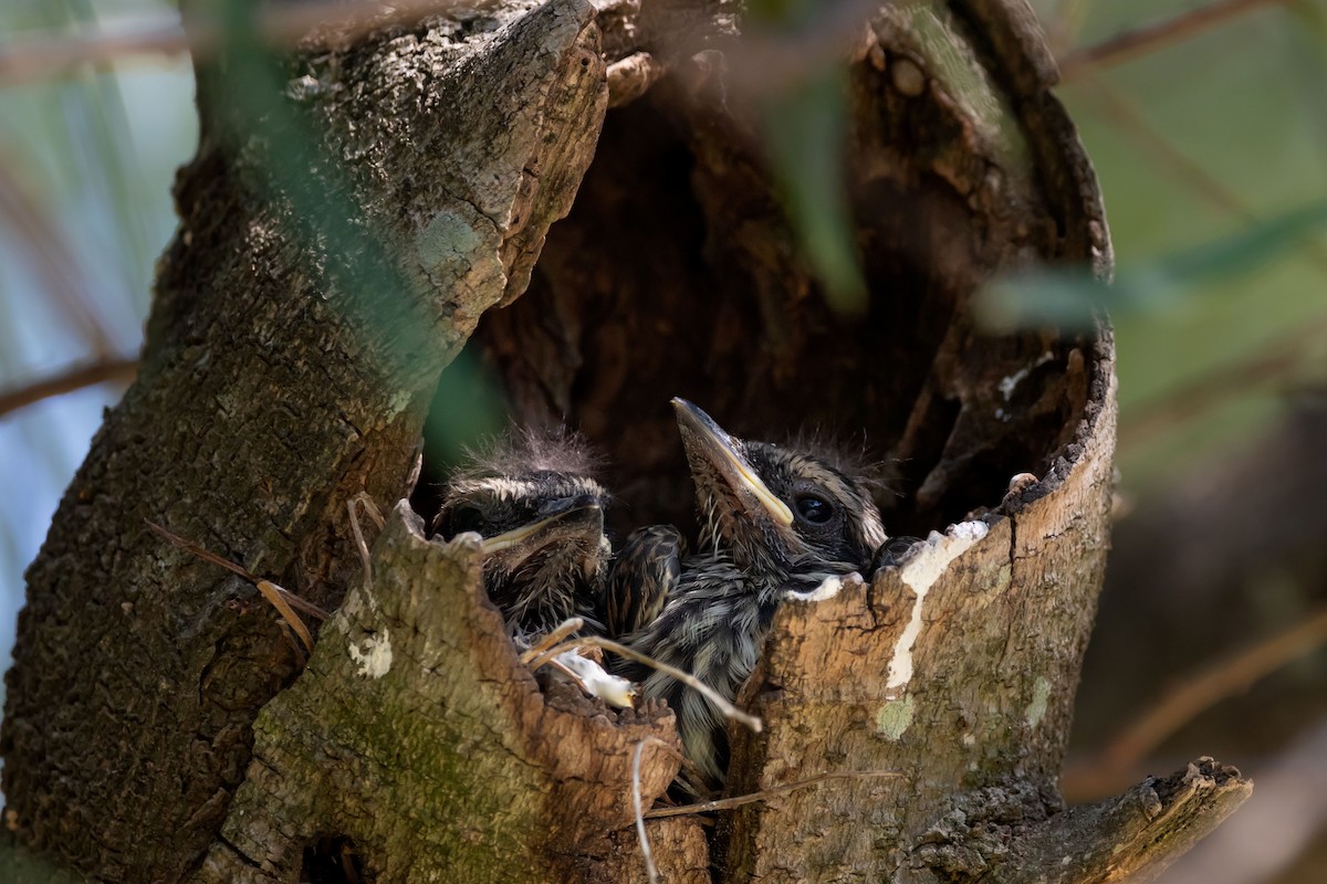 Streaked Flycatcher - ML616479519