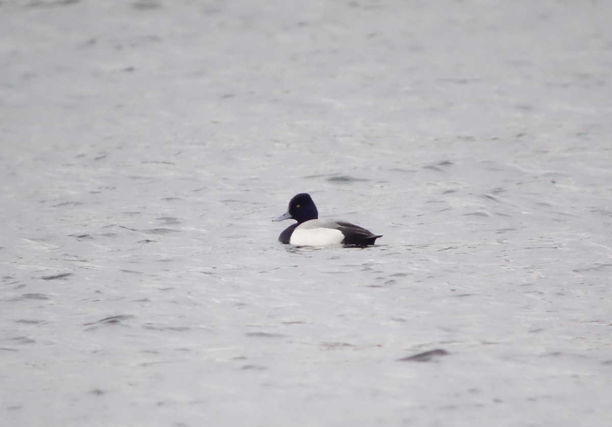 Lesser Scaup - ML616479605