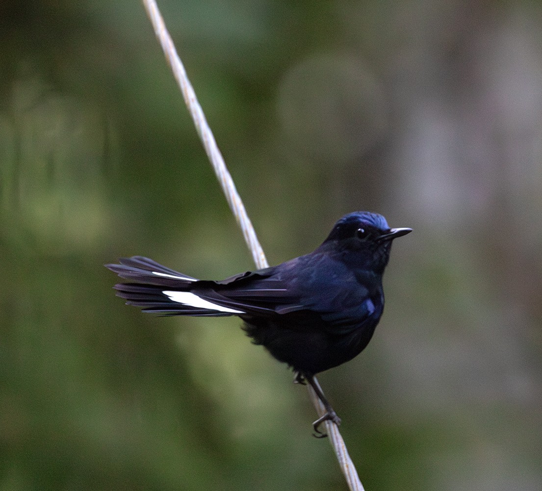 White-tailed Robin - ML616479649