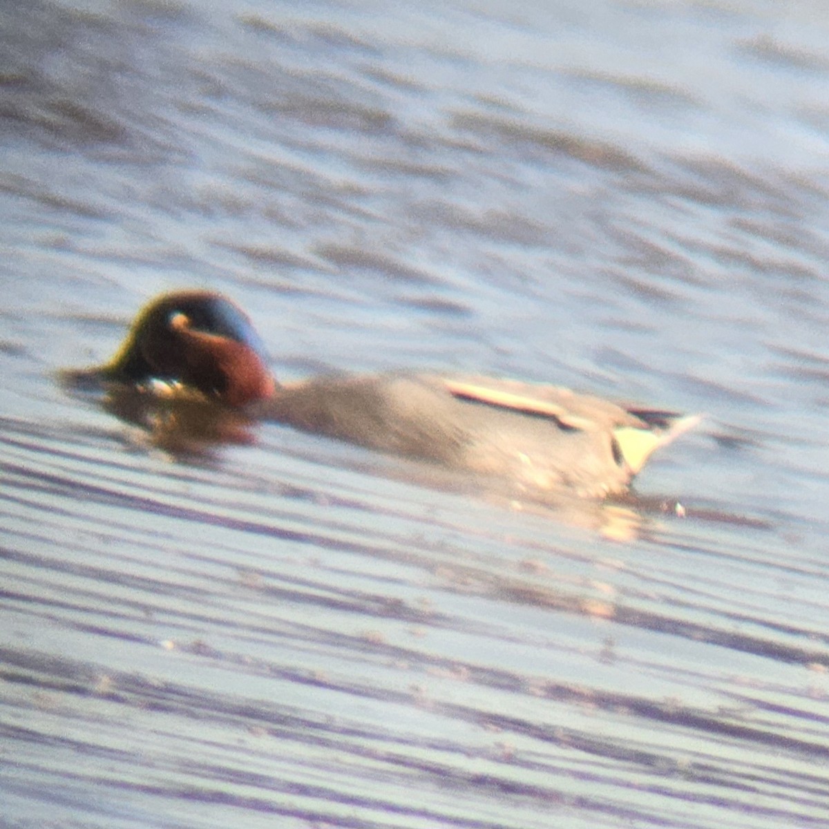 Green-winged Teal (Eurasian) - ML616479677