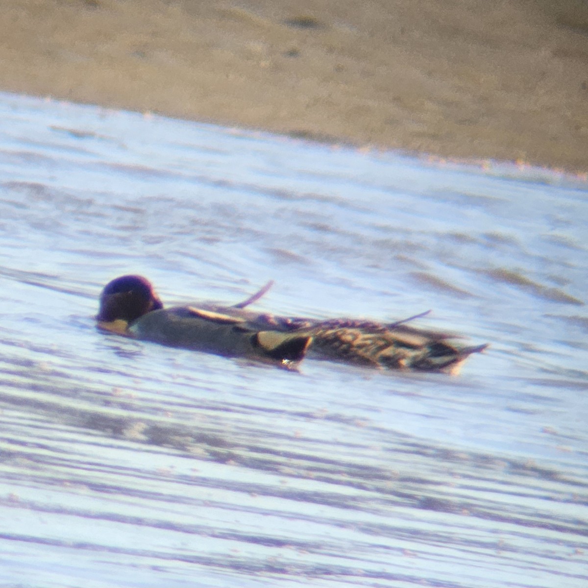 Green-winged Teal (Eurasian) - ML616479679