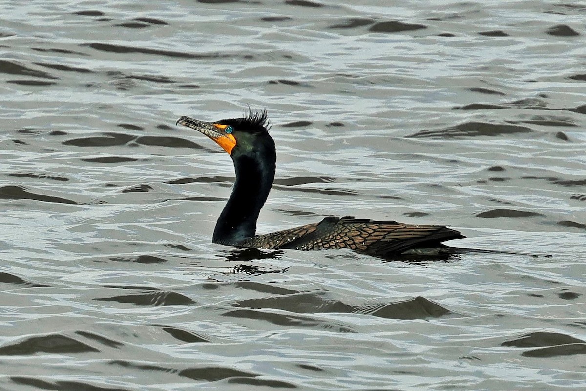 Double-crested Cormorant - Risë Foster-Bruder