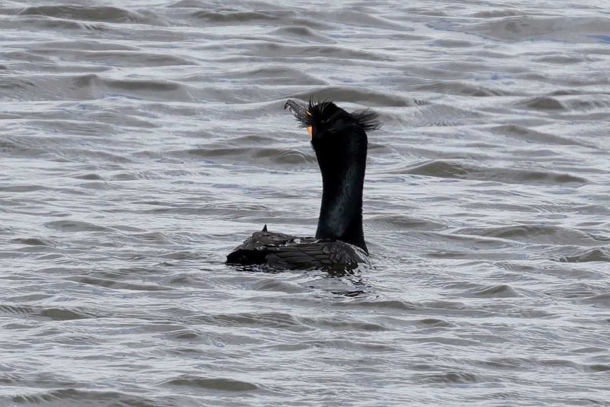 Double-crested Cormorant - Risë Foster-Bruder