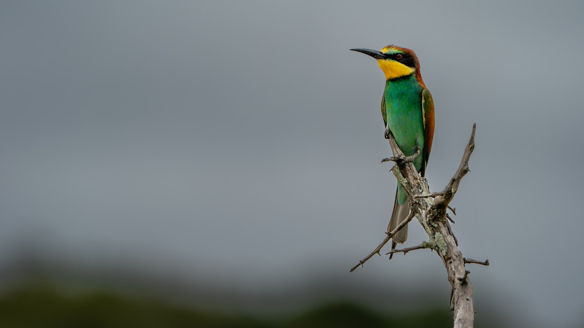 European Bee-eater - ML616479767