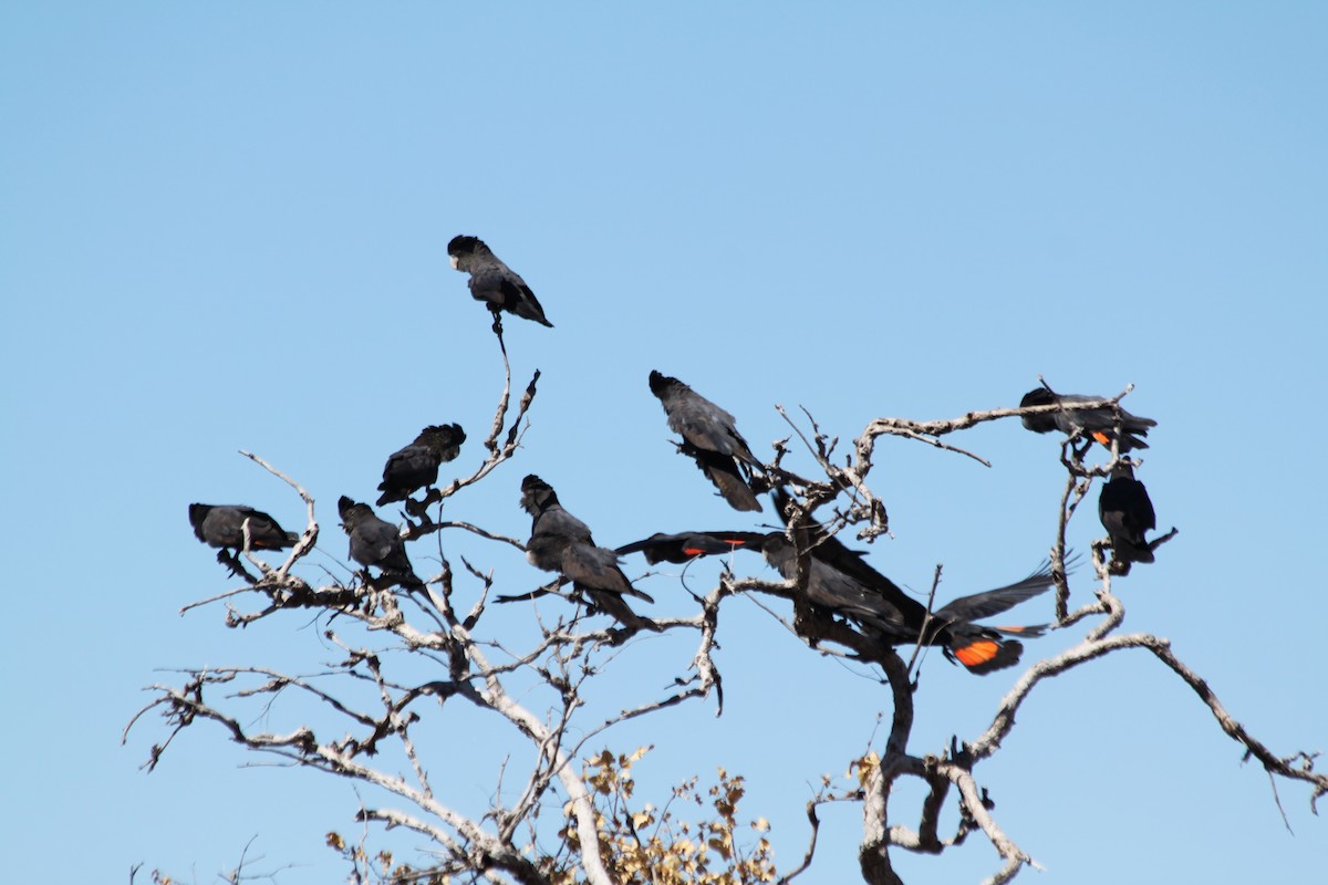 Red-tailed Black-Cockatoo - Corné Pieterse