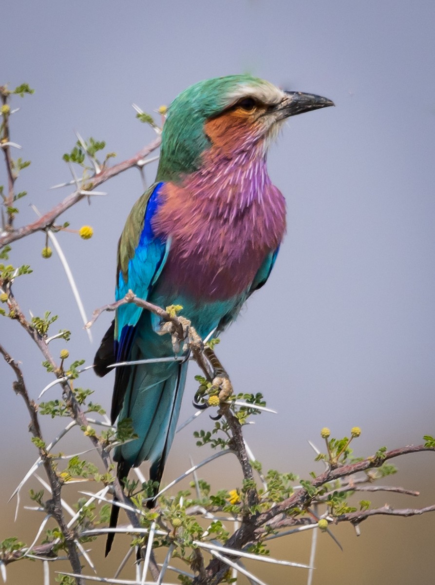 Lilac-breasted Roller - ML616479788