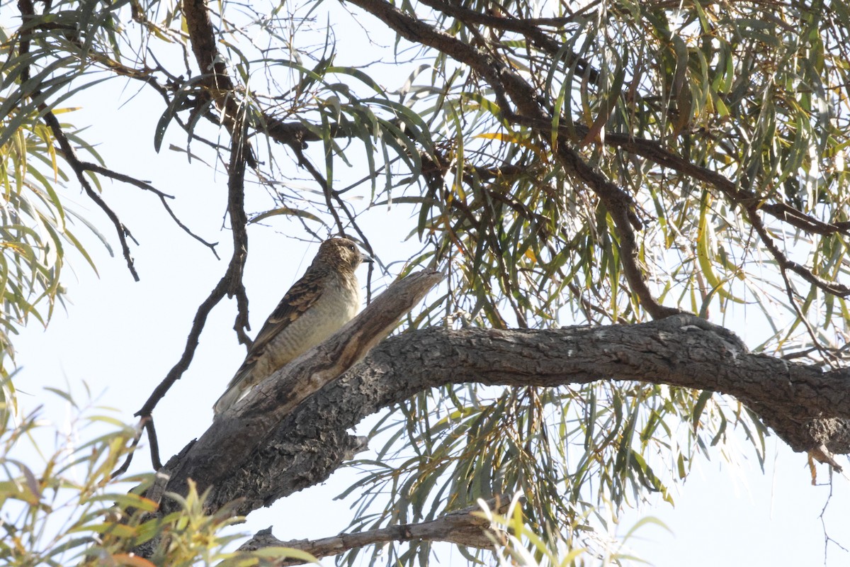 Spotted Bowerbird - Patrick Reed