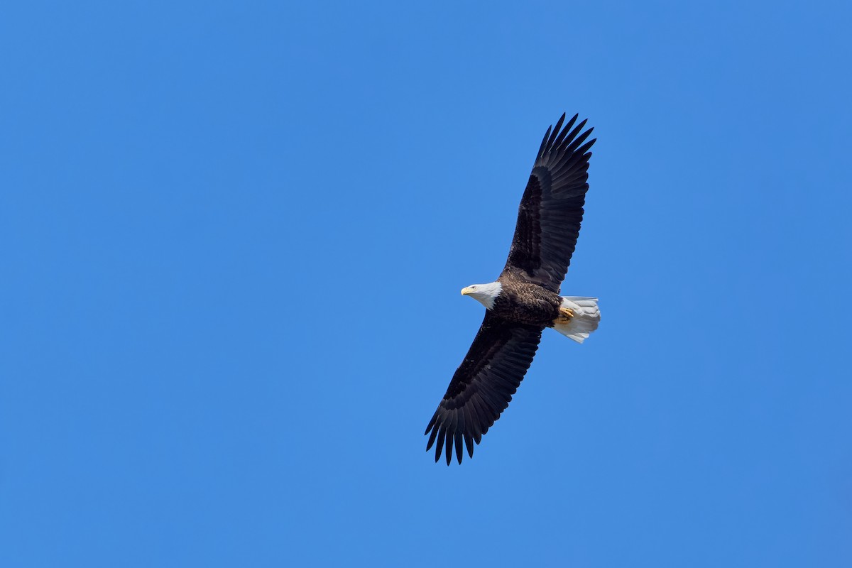 Bald Eagle - ML616479802