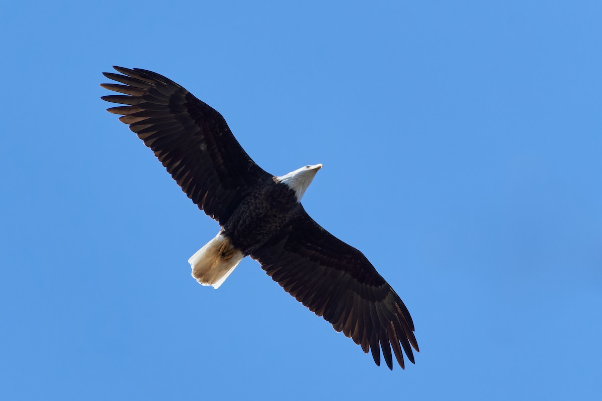 Bald Eagle - ML616479809