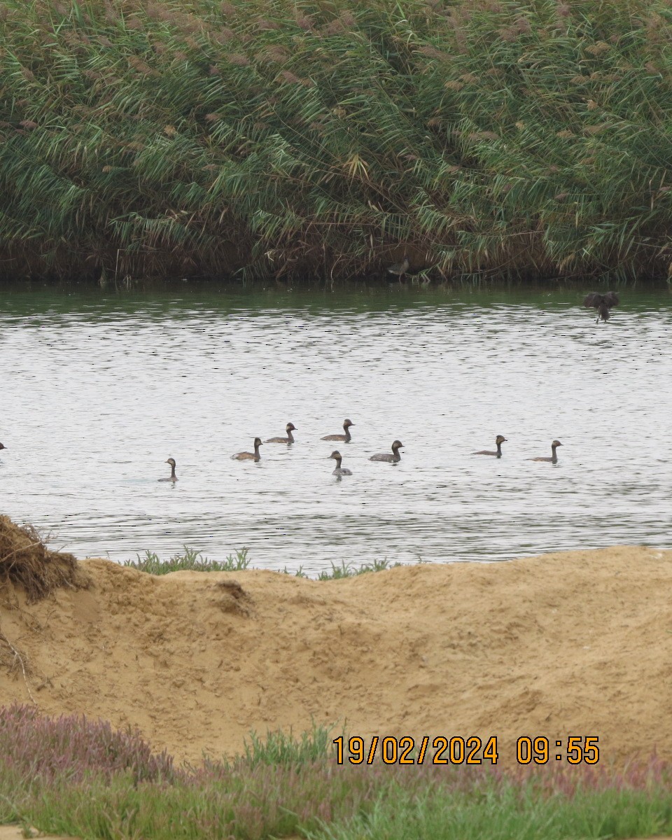 Eared Grebe - ML616479812