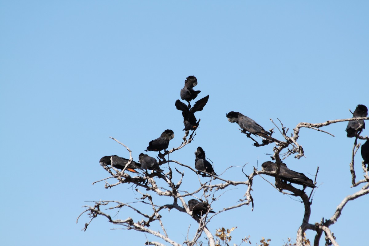 Red-tailed Black-Cockatoo - ML616479821