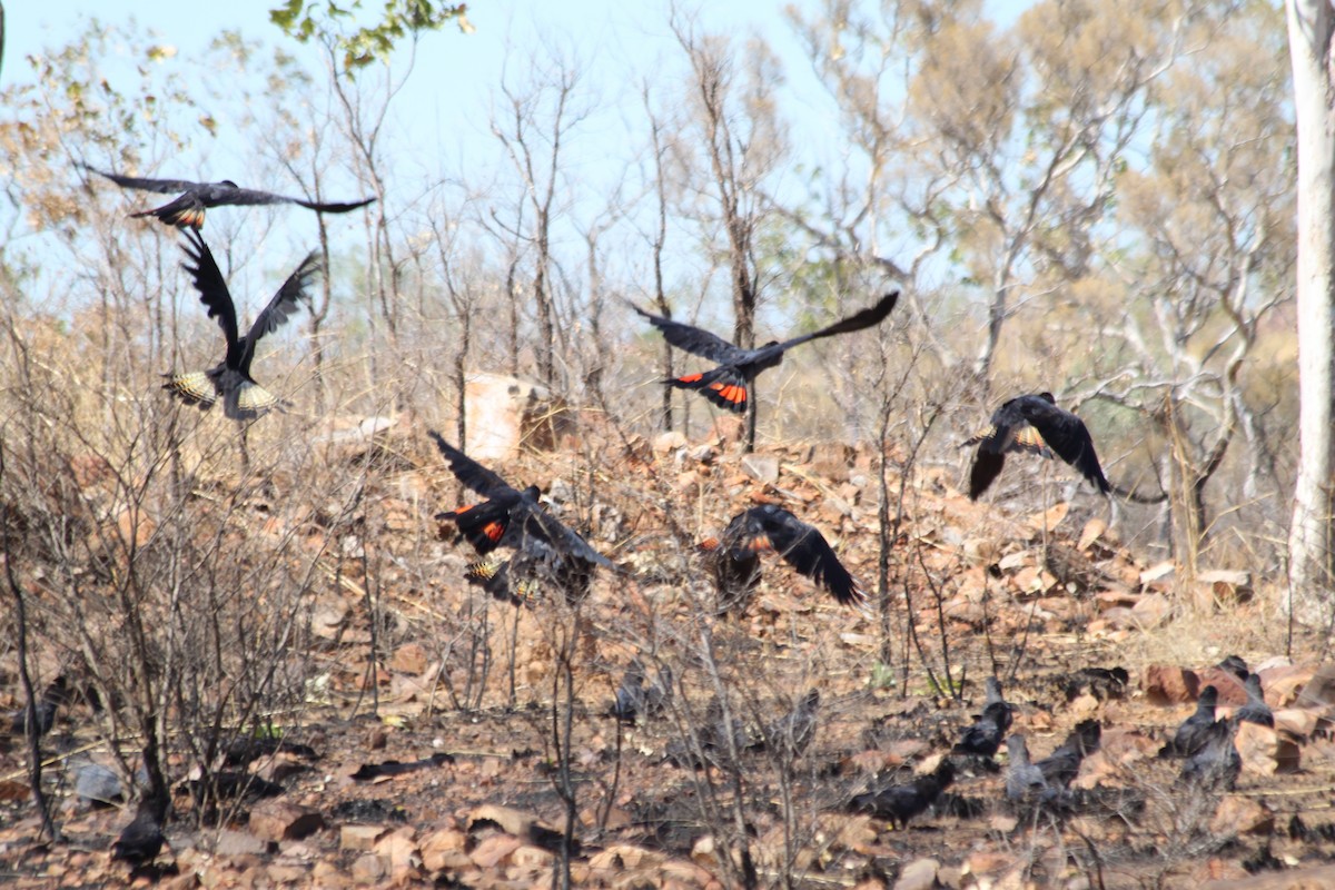 Red-tailed Black-Cockatoo - Corné Pieterse