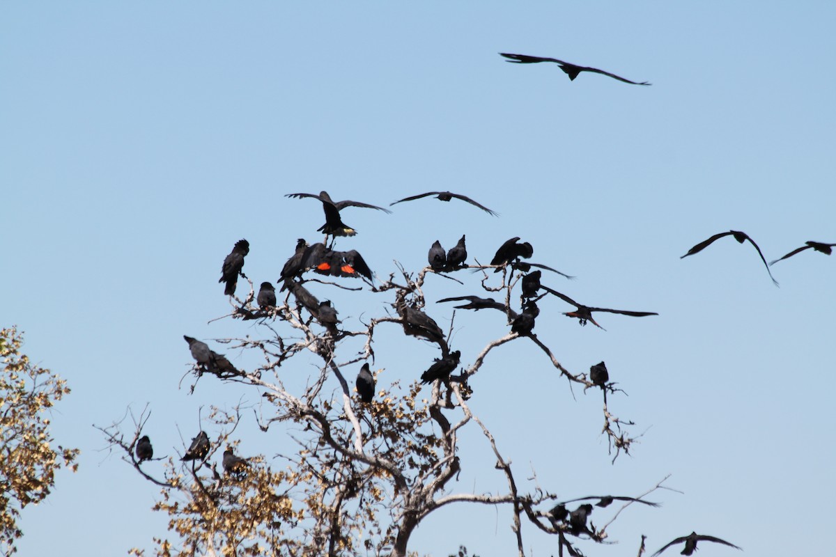 Red-tailed Black-Cockatoo - ML616479823