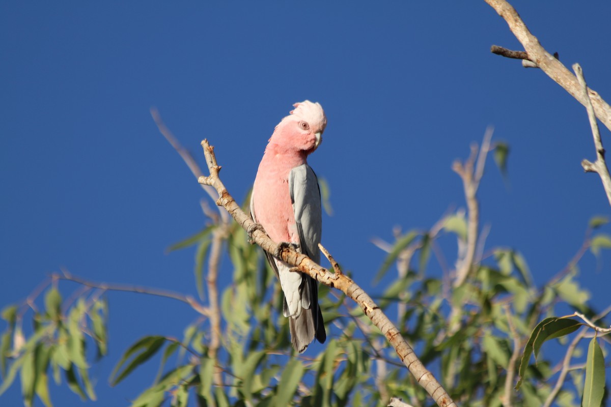 Cacatúa Galah - ML616479830