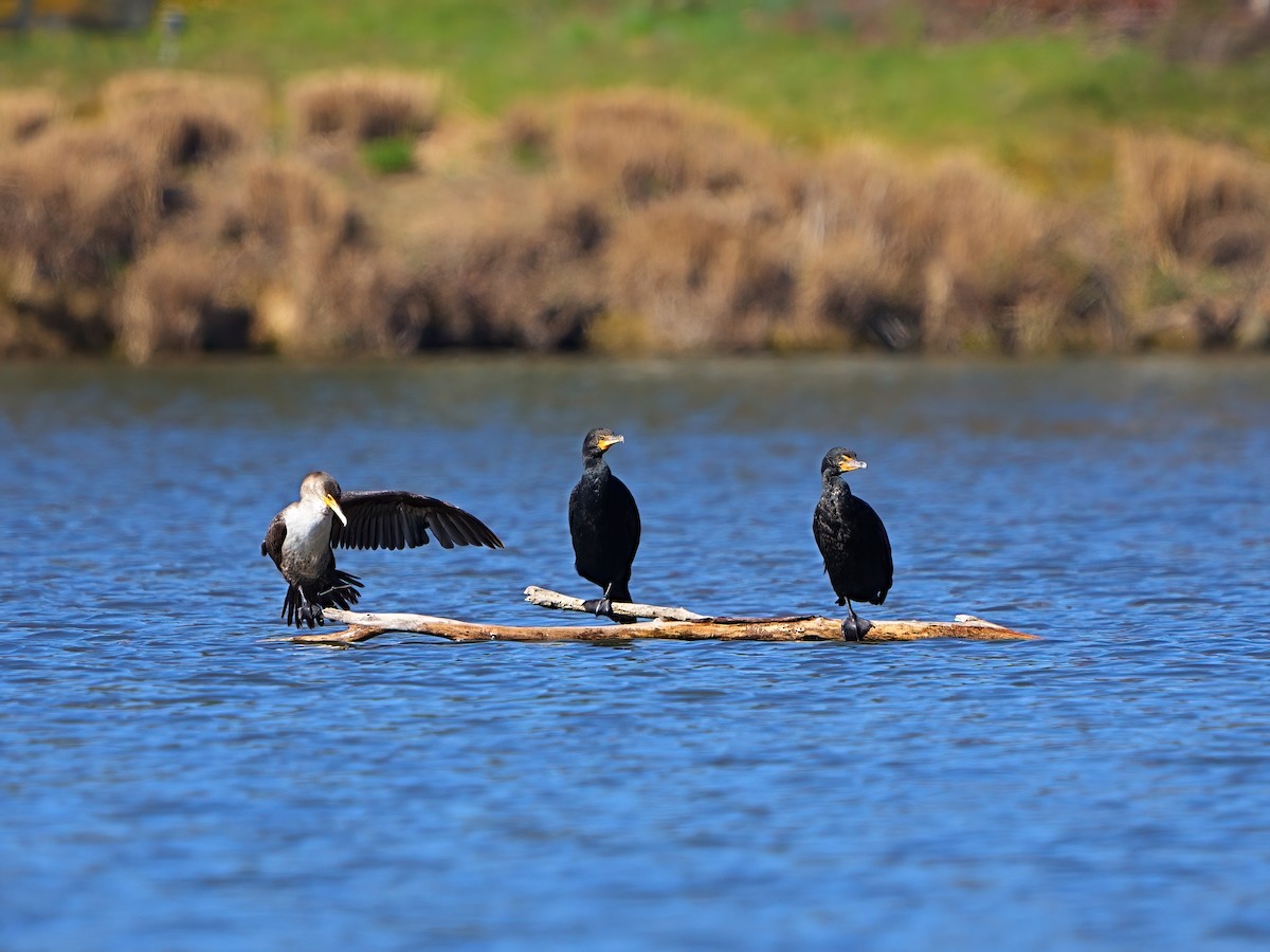 Cormorán Orejudo - ML616479834