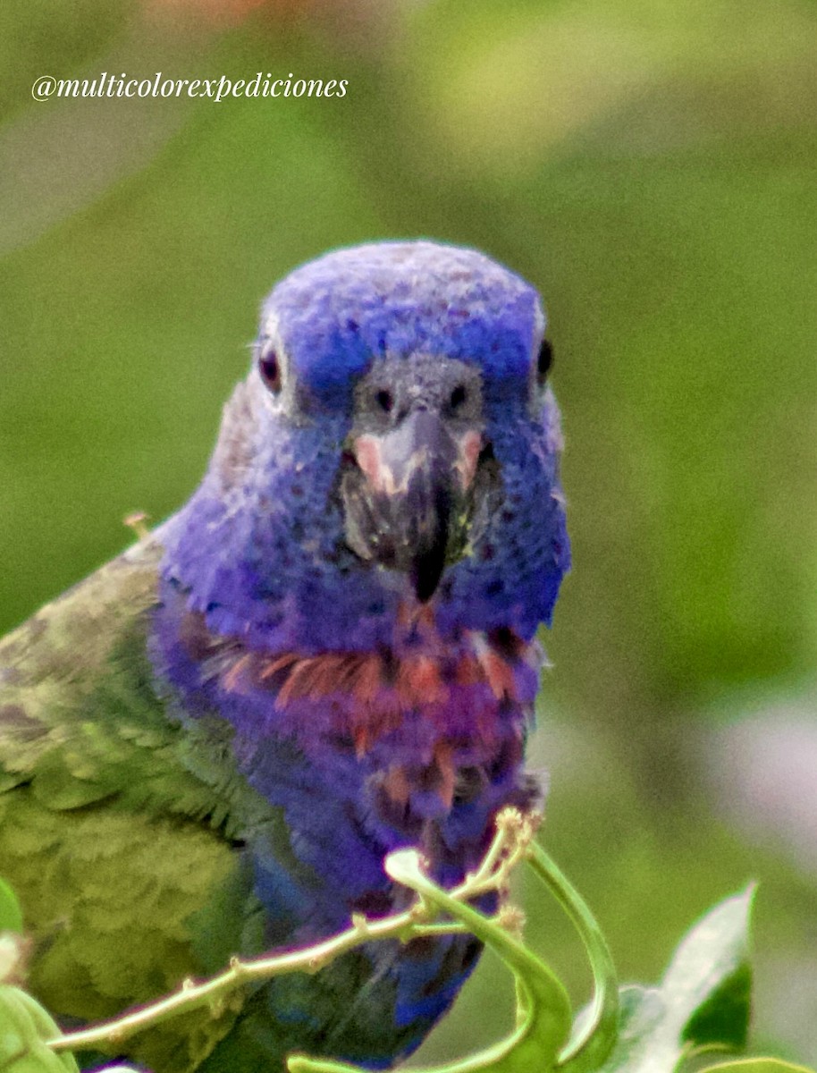 Blue-headed Parrot - ML616479849
