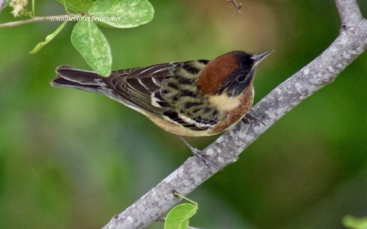 Bay-breasted Warbler - ML616479859