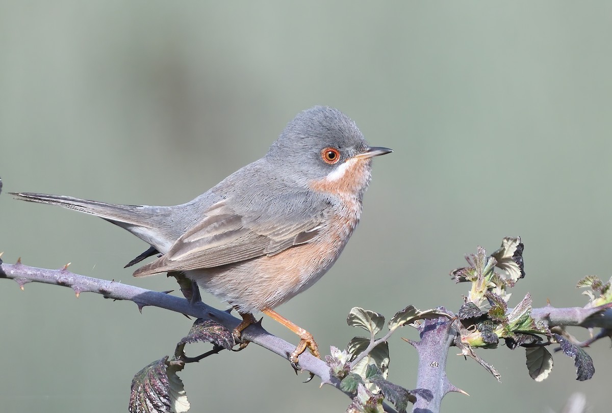 Txinbo papargorrizta iberiarra - ML616479875