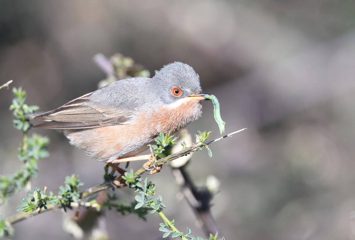 Western Subalpine Warbler - ML616479879