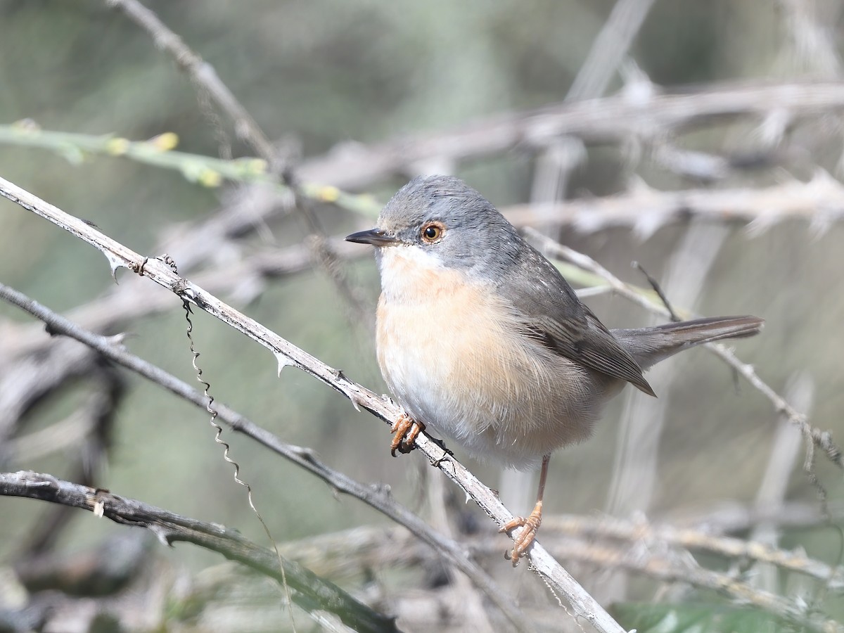 Western Subalpine Warbler - ML616479882