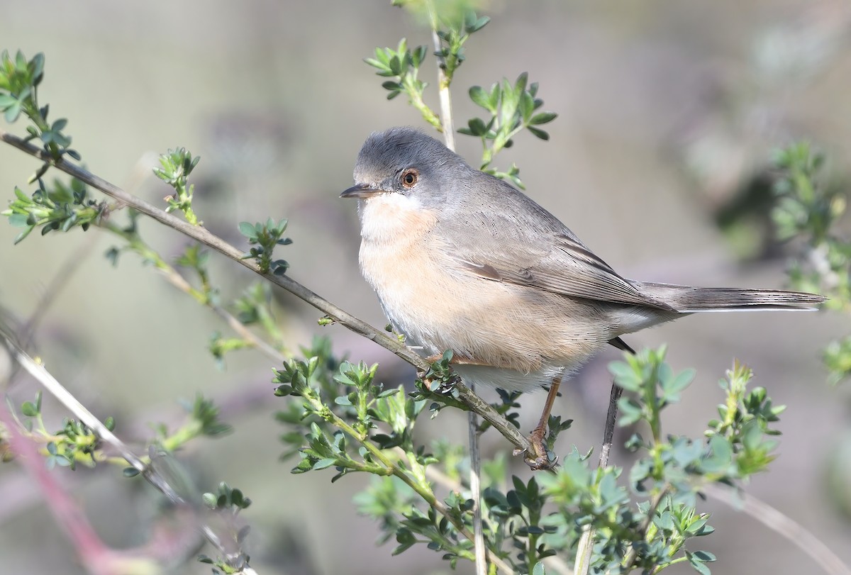 Txinbo papargorrizta iberiarra - ML616479883